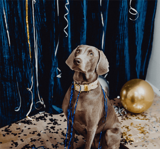 Redbarn Blog - 9 New Year's Resolutions To Do With Your Dog