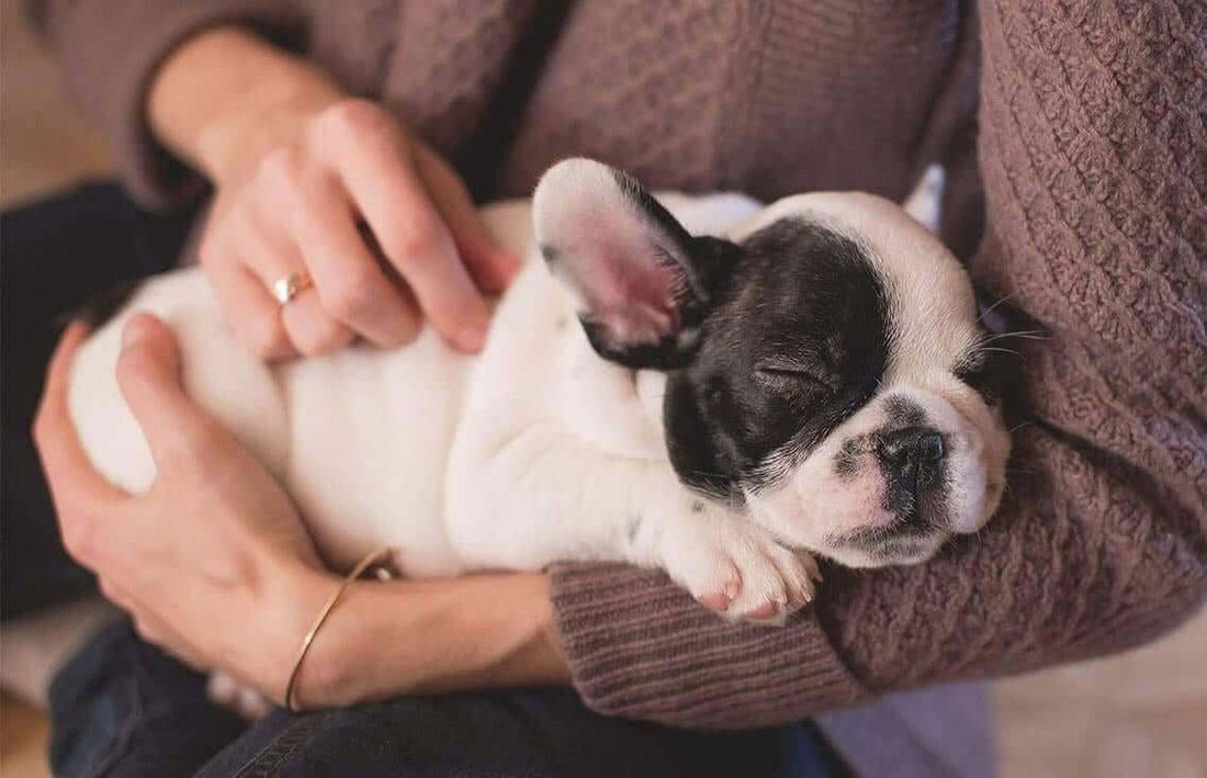 How to Massage Your Pet to Reduce Anxiety