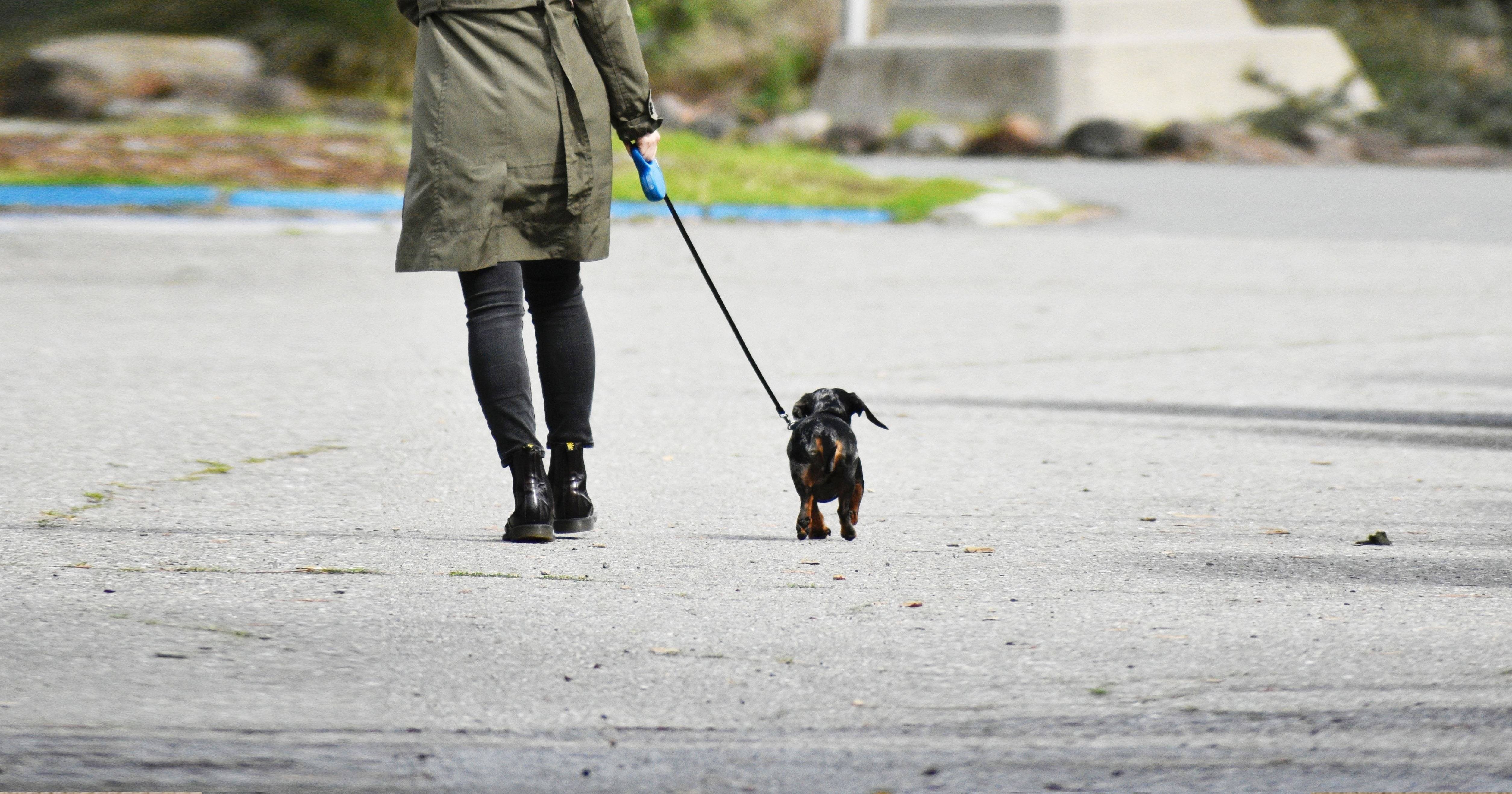 Different Types of Dog Leashes: How To Pick The Best Dog Training Leash?