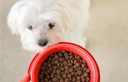 How to Feed Your Dog a Variety of Food