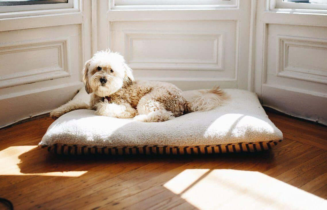 Renting with Dogs: How to Find a Dog-Friendly Apartment