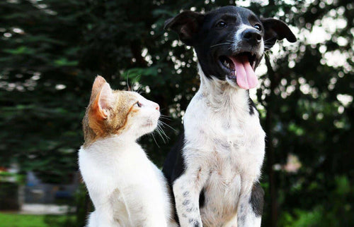 How to Bond With Your New Dog or Cat