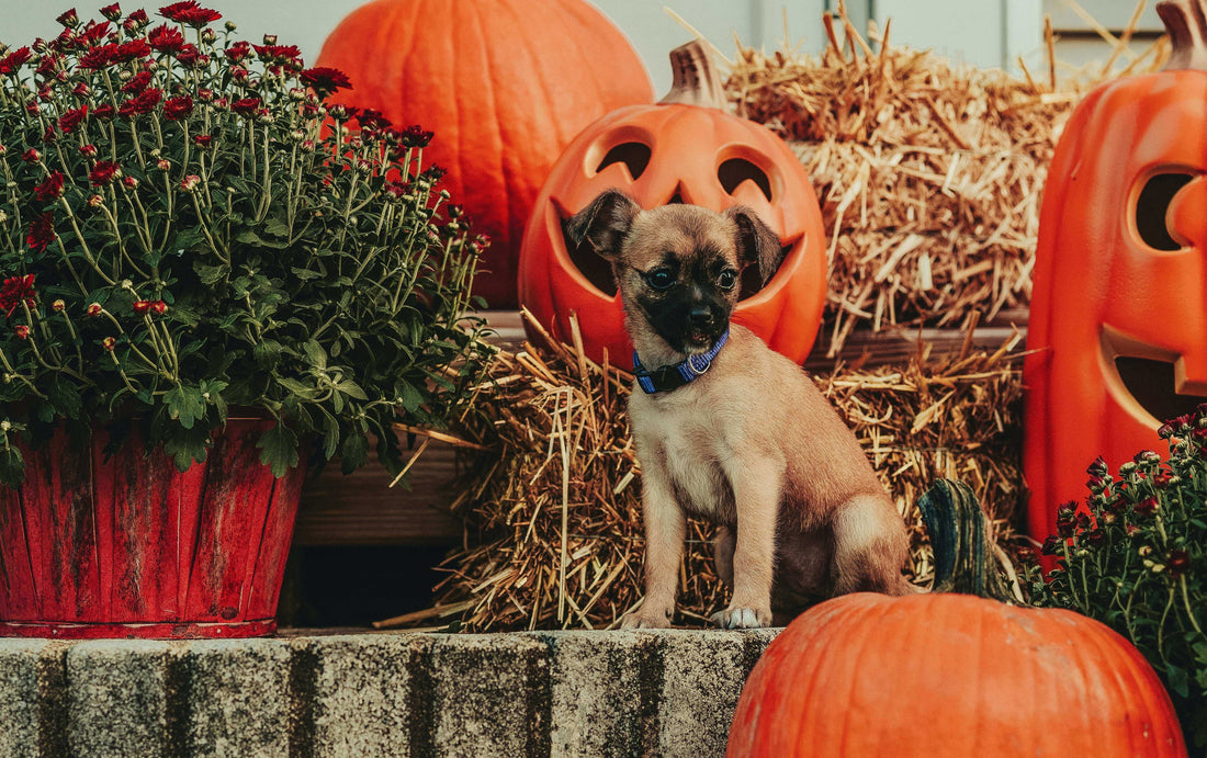 Redbarn Blog - 7 Tips To Have A Dog-Safe Halloween