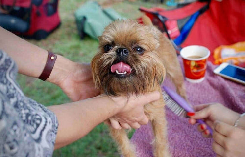 How to Groom Your Pet at Home