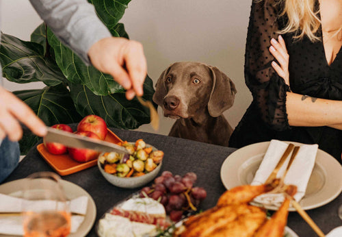 Redbarn Blog - How to Have a Dog-Friendly Thanksgiving