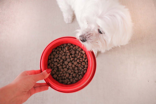 Image of a dog approching Redbarn kibble