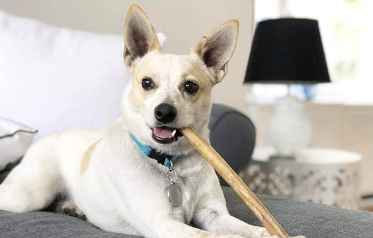 Small dog with a Redbarn Bully Stick in his mouth