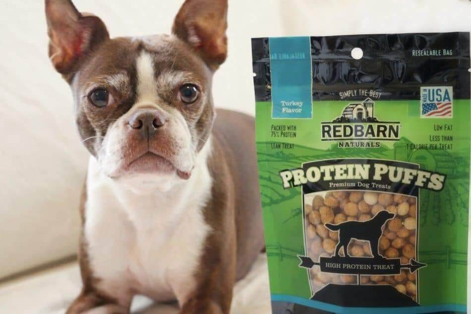 Boston terrier standing next to a bag of Redbarn's Protein Puffs