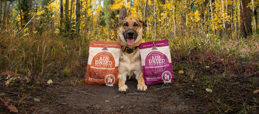 Redbarn Blog - The Importance of Your Dog's Gut Health