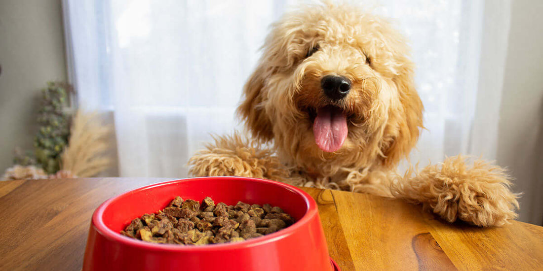 Why the First Five Ingredients Matter in Dog Food