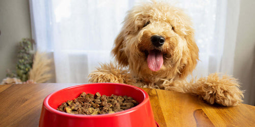 Why the First Five Ingredients Matter in Dog Food