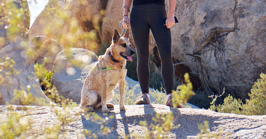 Dog sitting on a rock