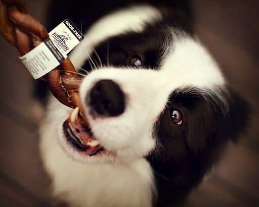 Dog with a Redbarn Odor-Free Bully Stick