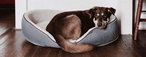 How to Help Your Pet Cope with Separation Anxiety