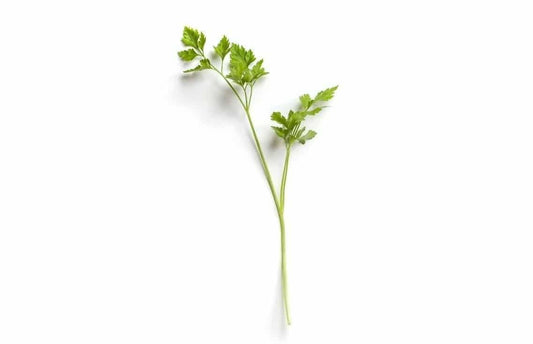 Pet Nutrition-The Incredible Benefits of Parsley for Your Pet-redbarn-blog