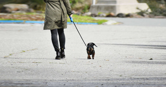 Pet Parenting-How to Choose the Best Dog Leash-redbarn-blog