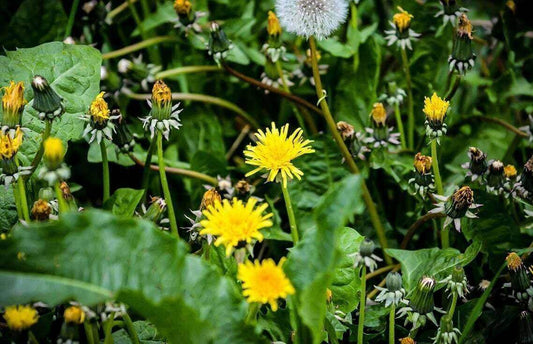 Redbarn Blog - Are Dandelion Greens Good for Dogs?