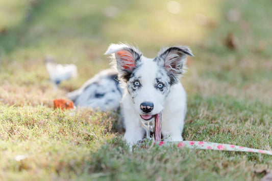 Redbarn Blog - What Are Bully Sticks Made Of?