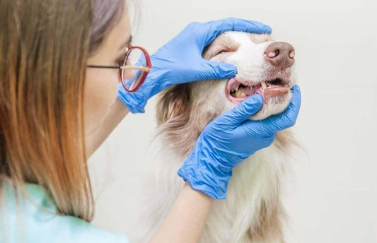 How to Find the Best Veterinary Dentist for Your Dog