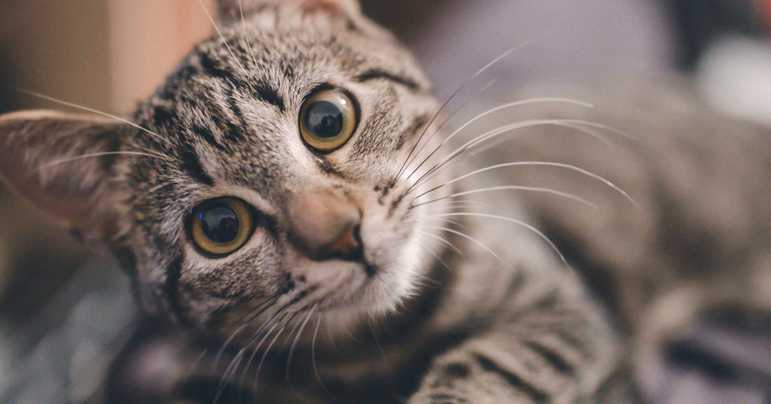 Decoding Cat Behavior