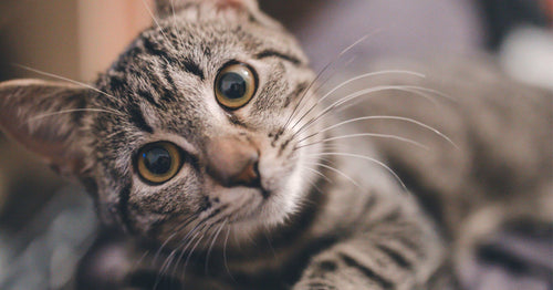 Decoding Cat Behavior