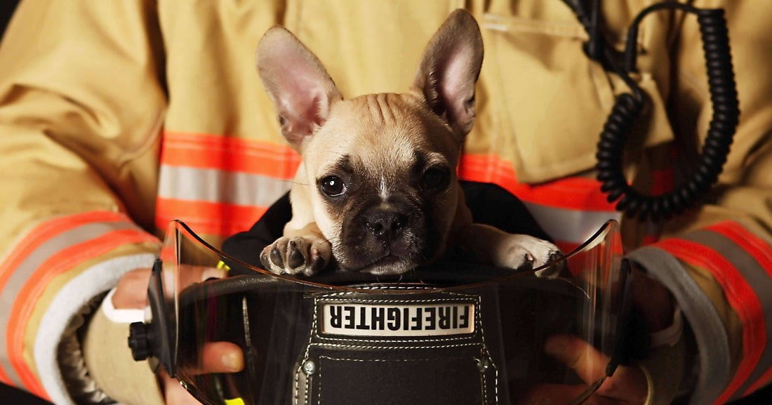 Pet Parenting-How to Prepare for Home Fires-redbarn-blog