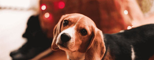 Pet Wellness-10 Holiday Superfoods That Will Love Your Dog Back-redbarn-blog