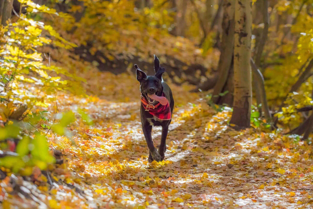 Redbarn Blog - 13 Fall Activities to Do With Your Dog