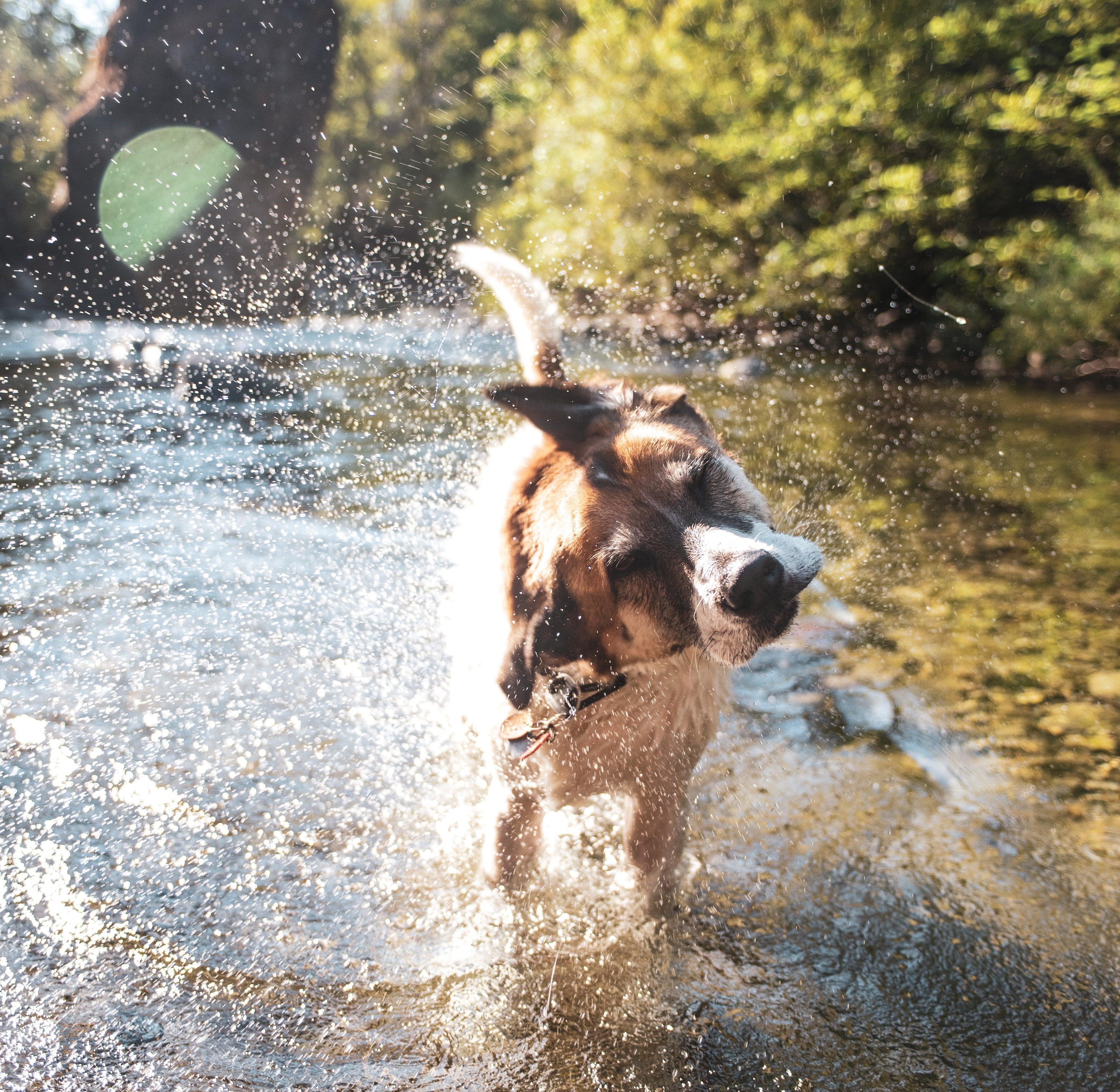 7 cool activities to do with your dog on hot summer days