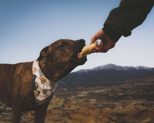 Pet Nutrition-6 Easy Dog Treats To Pack For Your Next Hike-redbarn-blog