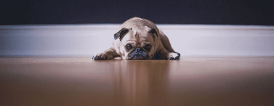 Pet Wellness-How to Calm an Anxious Dog-redbarn-blog