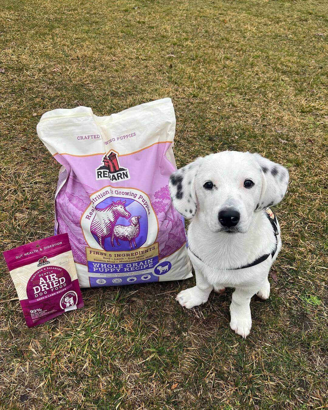 Redbarn Blog - The Ultimate Guide to High Protein Puppy Food