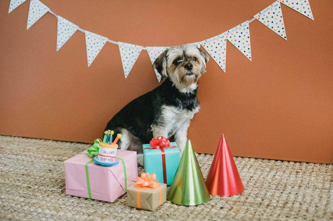 Redbarn Blog - The Ultimate Guide to Throwing a Dog Birthday Party