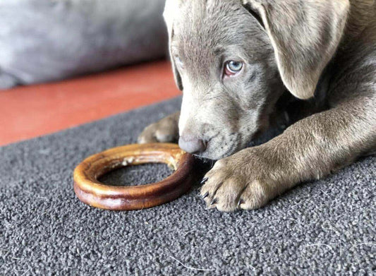 Redbarn Blogs - What to Expect During Your Puppy's First Months