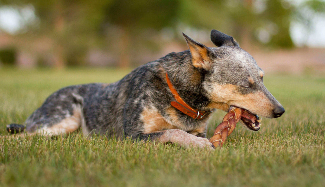 Pet Nutrition-Are Bully Sticks Good For Dogs?-redbarn-blog