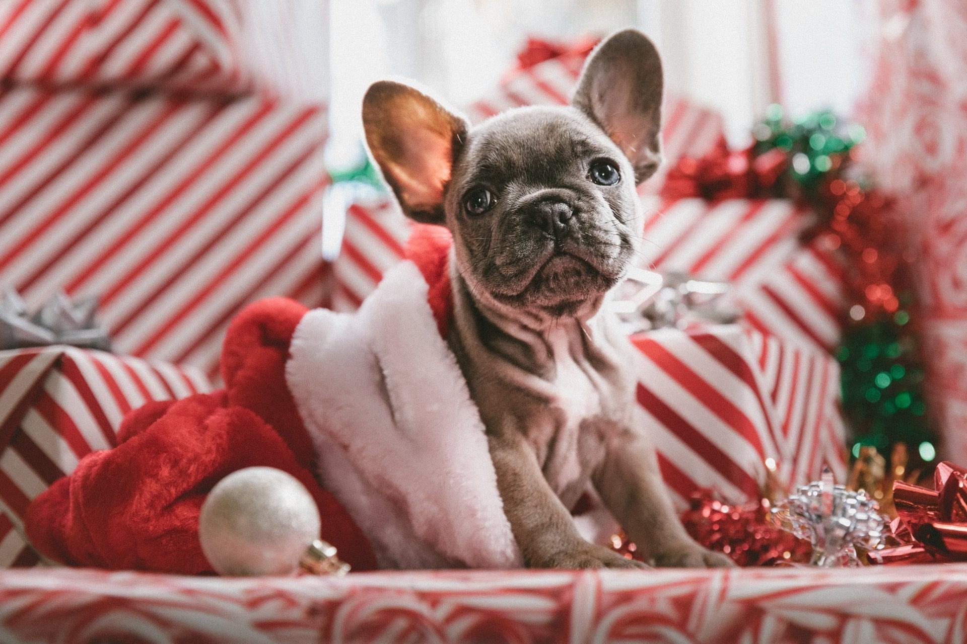 The best Christmas gifts for every dog on your list
