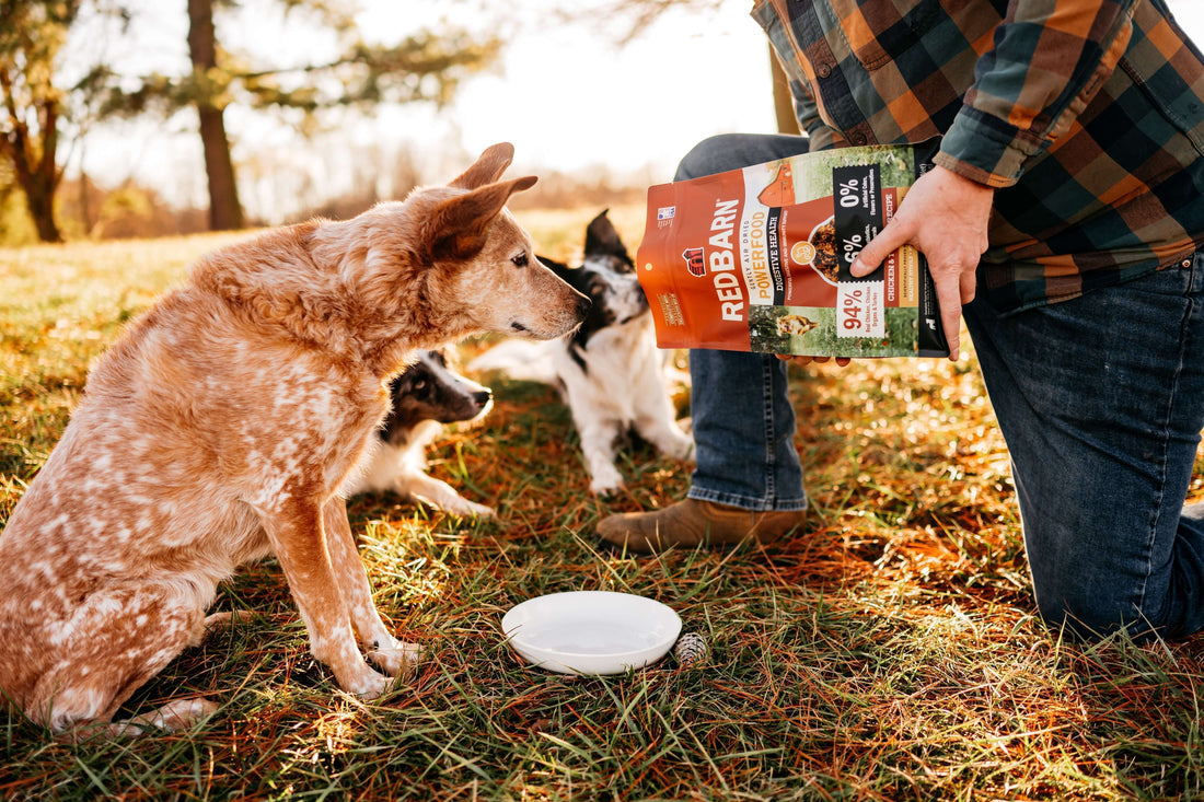 Everything You Need to Know About Air Dried Dog Food