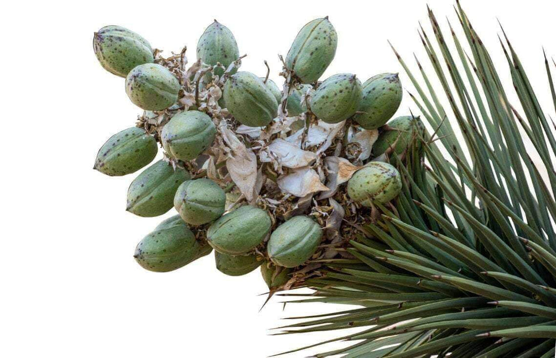 Pet Nutrition-What’s Yucca Schidigera and Why Is It in My Pet’s Food?-redbarn-blog