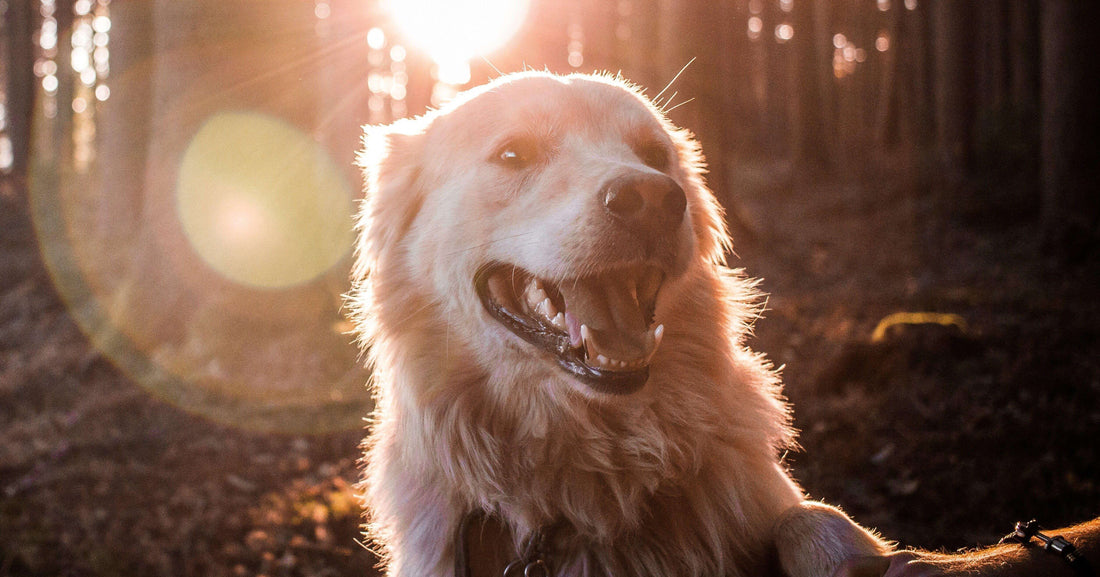 Golden Retriever with a sunset