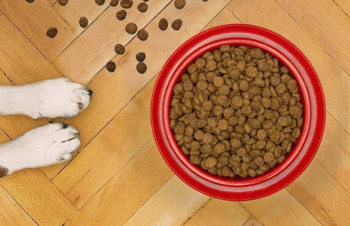 How Rotational Diets Add Variety to Your Dog's Meal