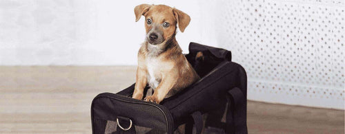 Redbarn's Traveling Guide for Dogs