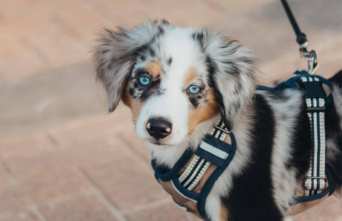 DIY Dog Cart Harness 