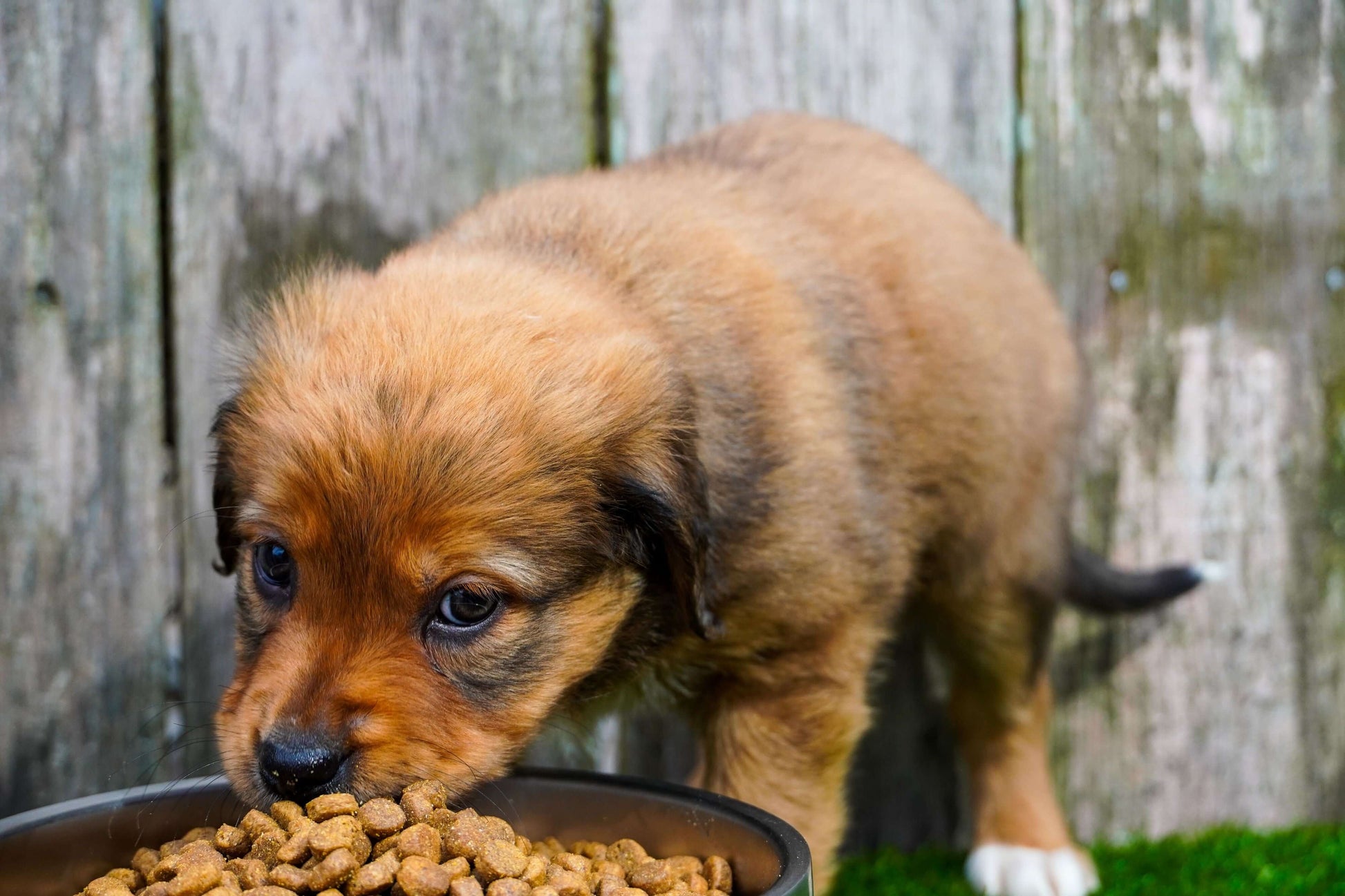 Image of a puppy enjoying the Redbarn Puppy Recipe Food