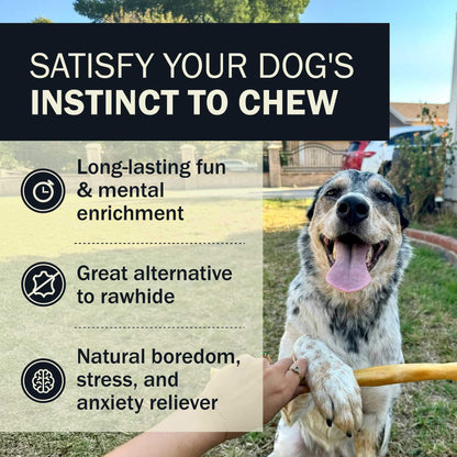 Satisfy Your Dog's Instinct To Chew