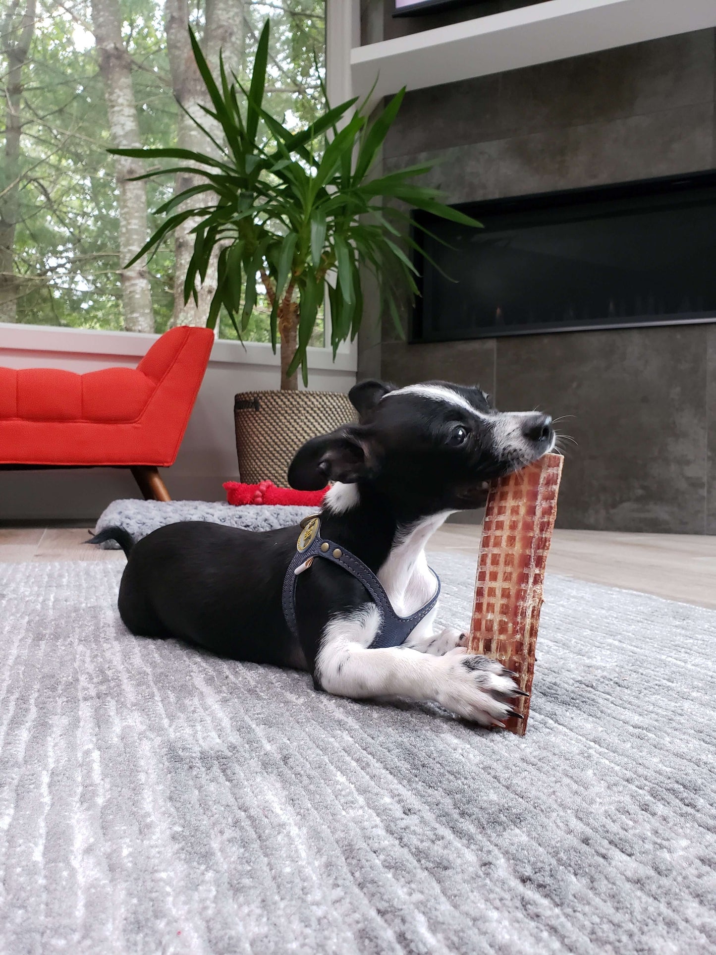 A picture of a puppy eating their Redbarn Beef Jerky