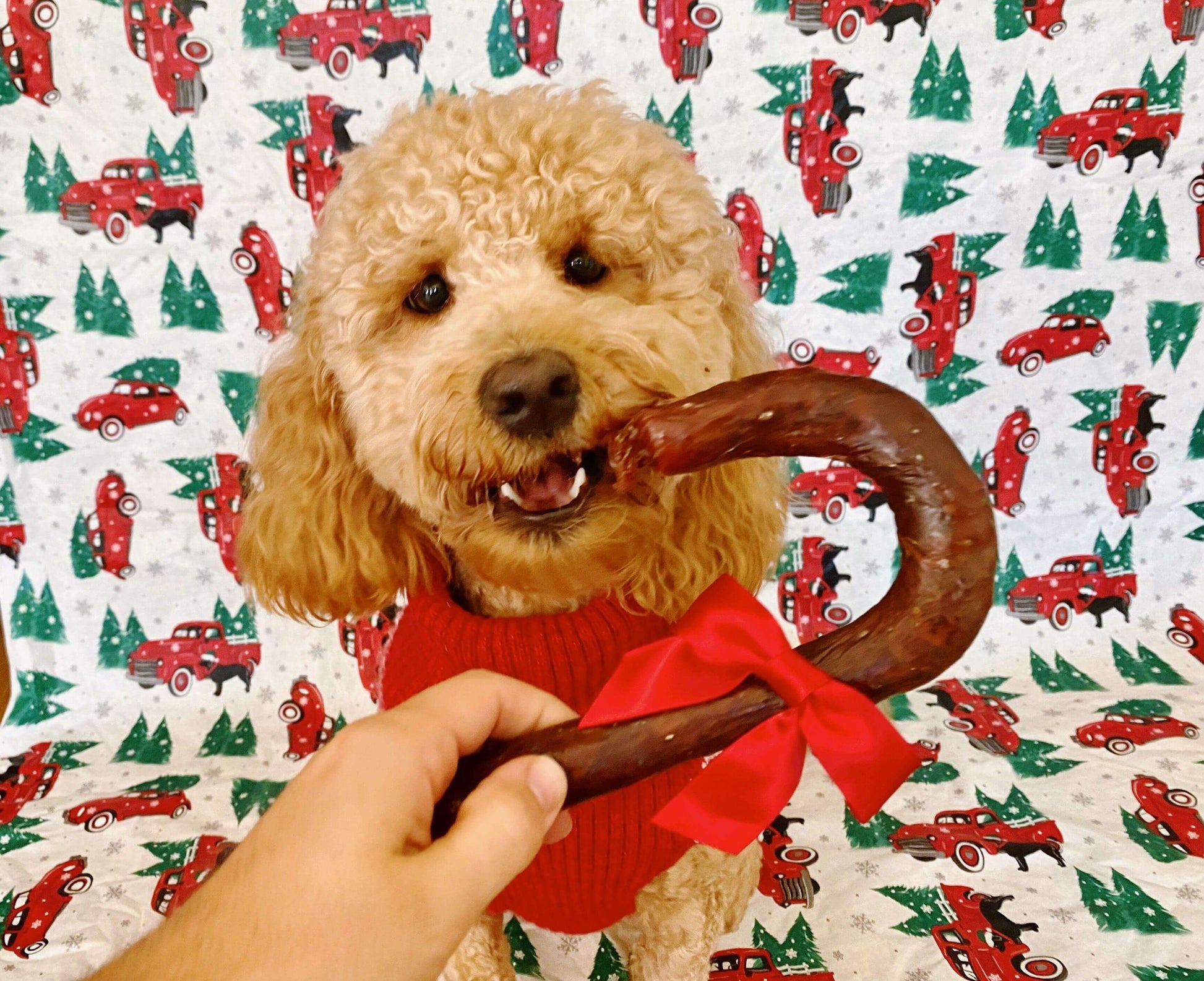 An adorable dog chewing the Redbarn Fetchers® Candy Cane