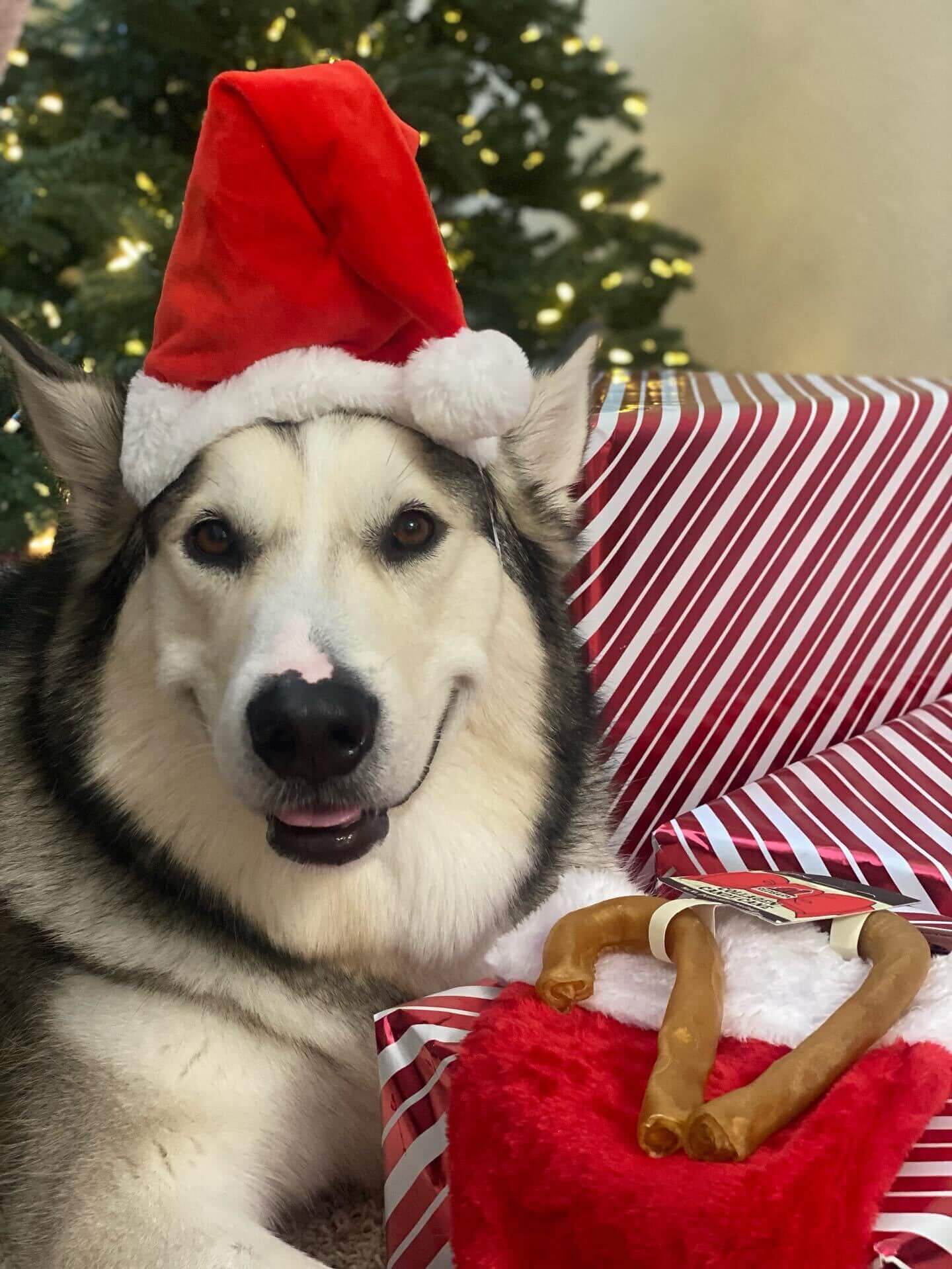 A dog with their Redbarn Holiday gifts 