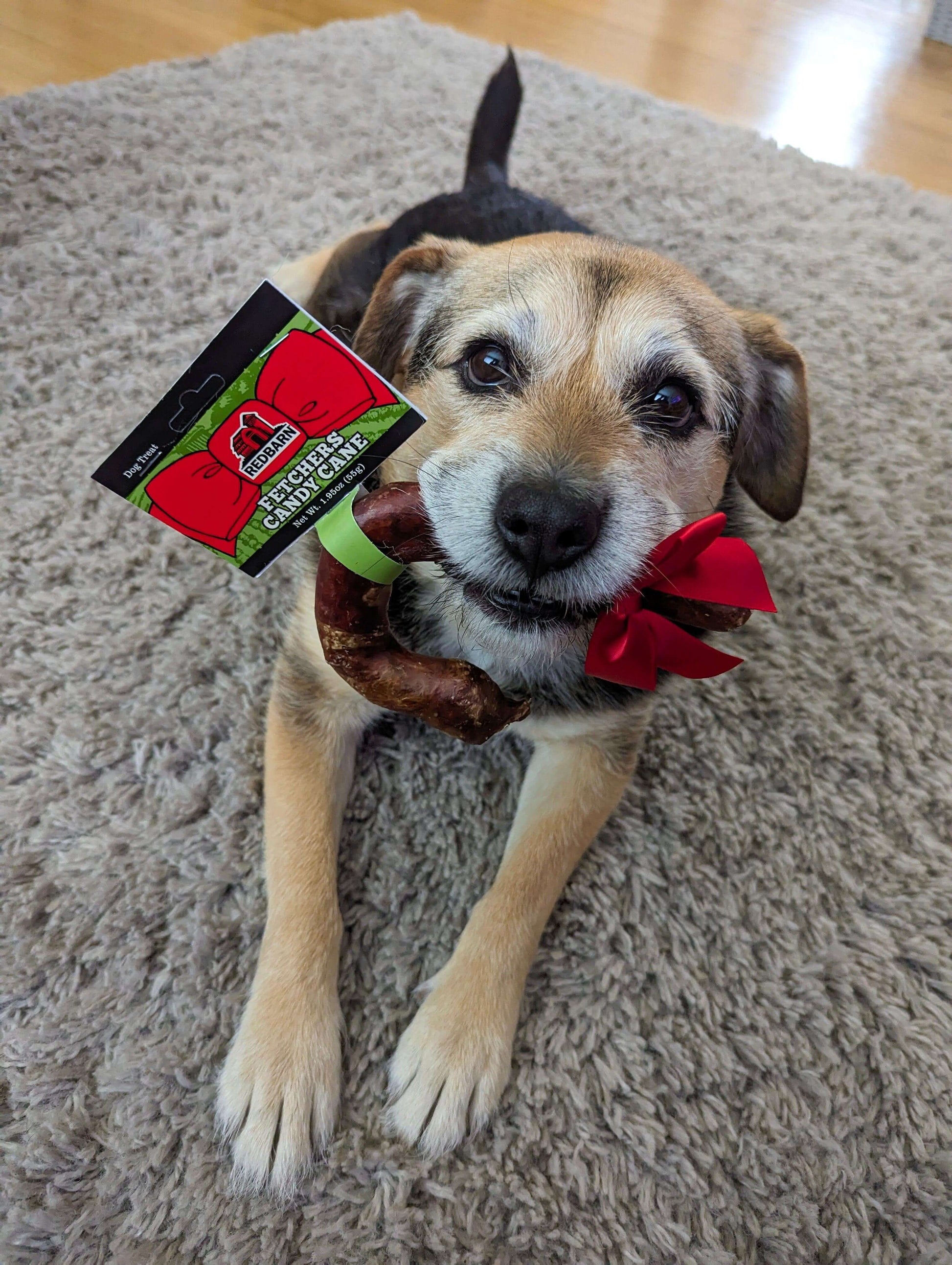 An adorable dog with a Redbarn Fetchers Candy Cane in their mouth