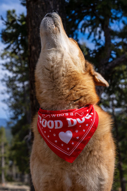 A proud dog wearing their Redbarn Reversable Bandana