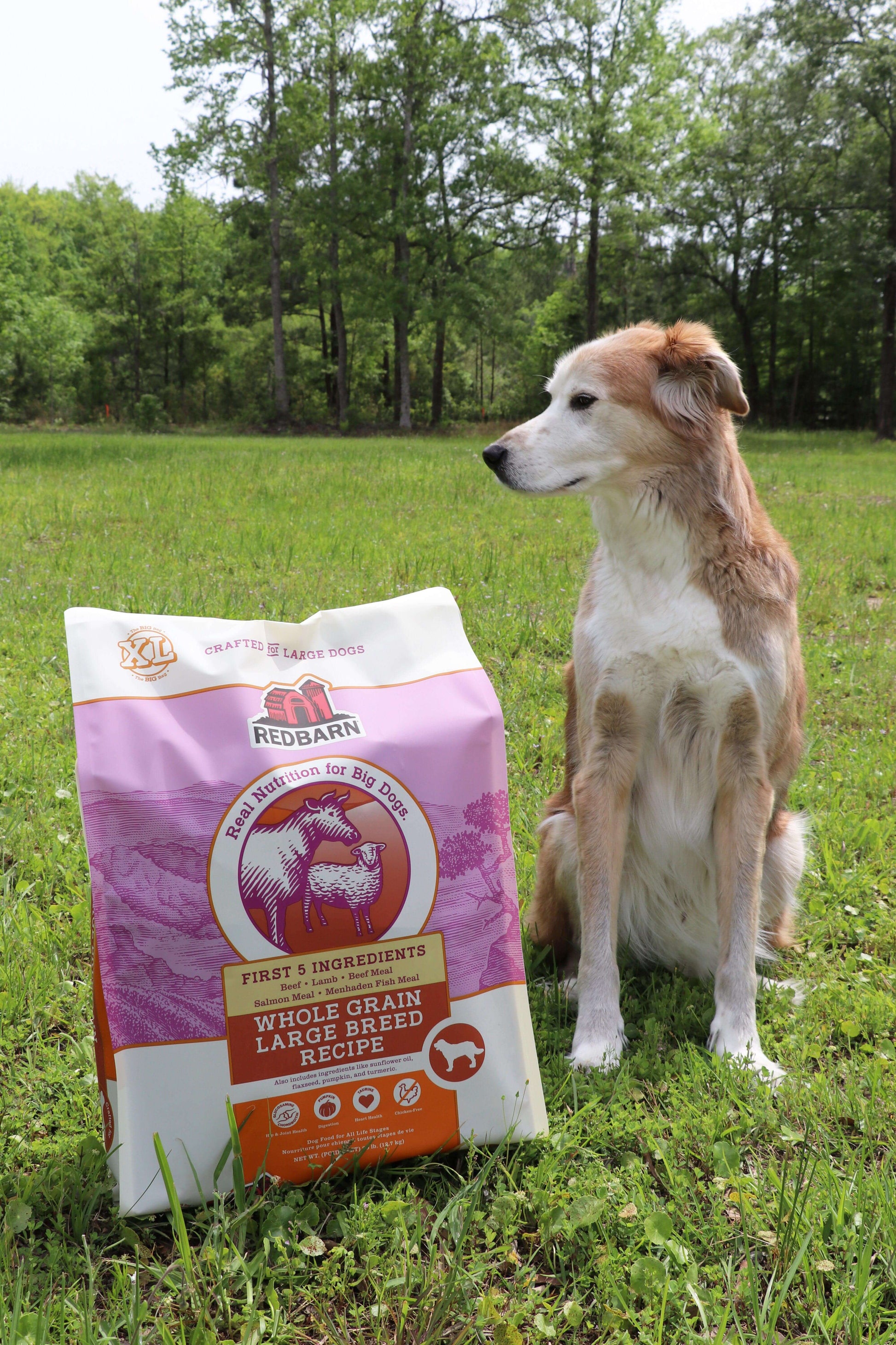 A dog posing next to the Redbarn Large Breed Dog Food